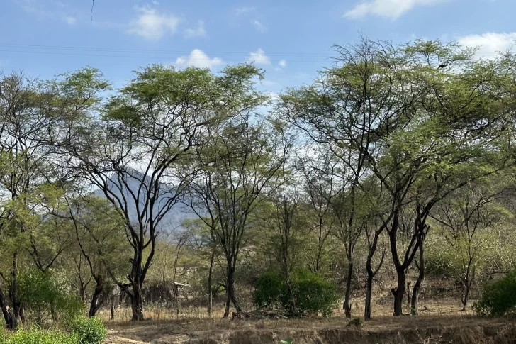Un Bosque en cada escuela