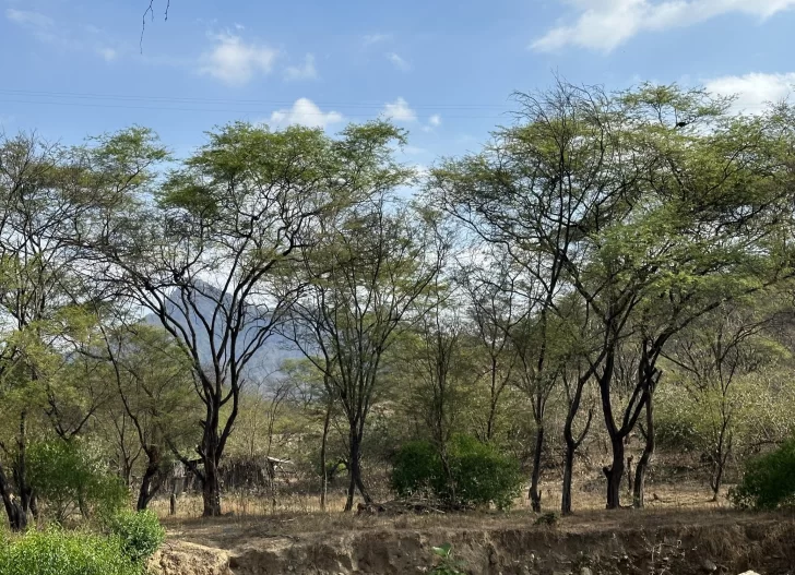 Un Bosque en cada escuela