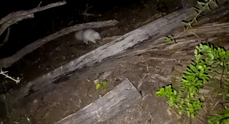 Hallazgo histórico en Valle Fértil: registraron a un zorrino con albinismo Hallazgo histórico en Valle Fértil: registraron a un zorrino con albinismo