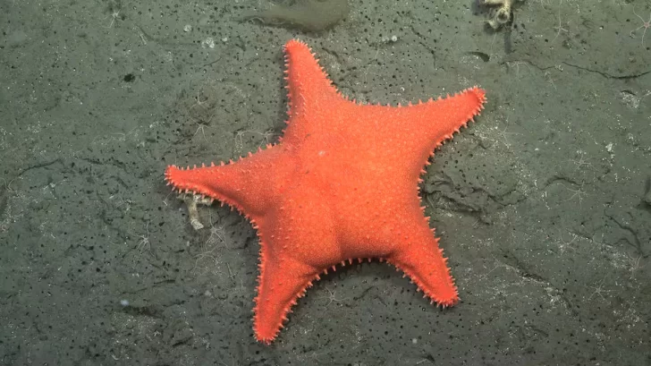 La expedición del CONICET que descubrió “la estrella culona” se traslada a Río Negro y Chubut: cuándo será la próxima exploración