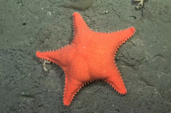 La expedición del CONICET que descubrió “la estrella culona” se traslada a Río Negro y Chubut: cuándo será la próxima exploración