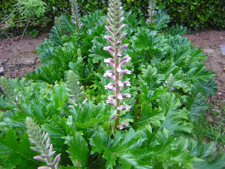 Acanthus-728x546