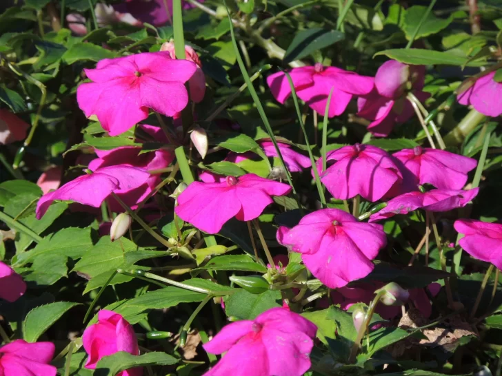 Alegrias-del-hogar-728x546