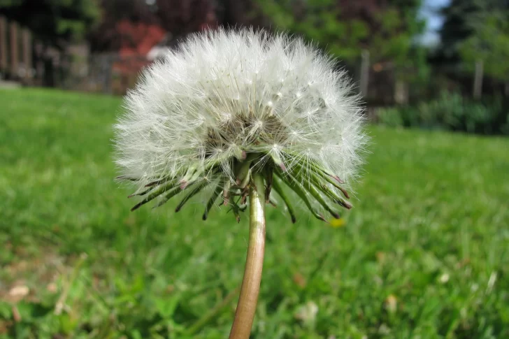Las flores de la primavera: variedades, requerimientos de cada planta, abonos y precios