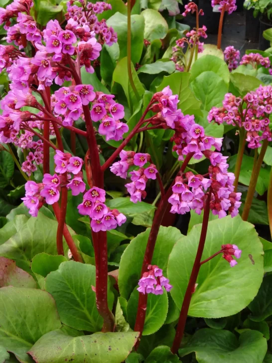 Bergenia-546x728