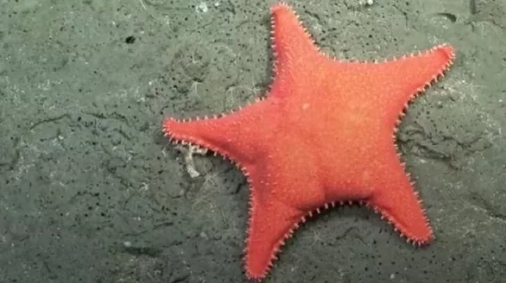 El Conicet comienza una nueva exploración: dónde será y cómo verla en vivo