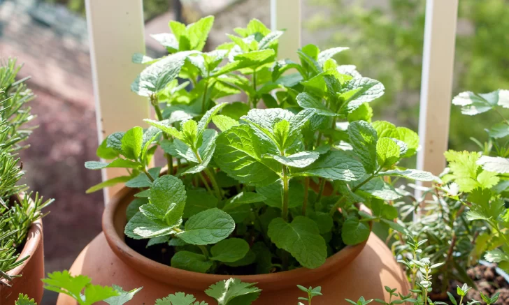 Como-cuidar-una-planta-de-menta-en-maceta-728x437