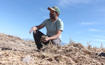 A cambio de madera para abono, plantarán pistachos en Rawson