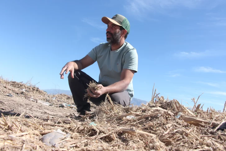 A cambio de madera para abono, plantarán pistachos en Rawson