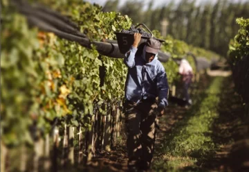 Cayó la exportación de vinos en el país, pero creció la local