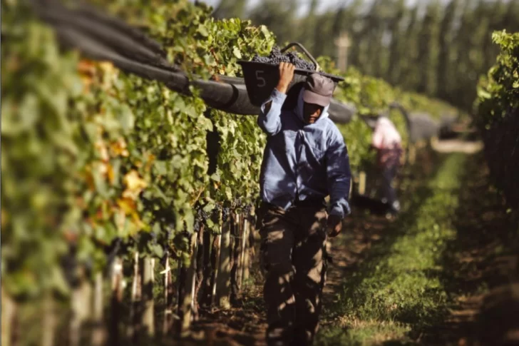 Cayó la exportación de vinos en el país, pero creció la local