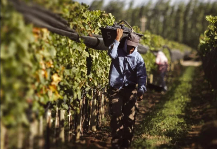 Cayó la exportación de vinos en el país, pero creció la local