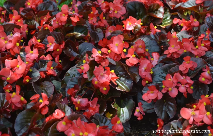 Flor-de-azucar-728x466