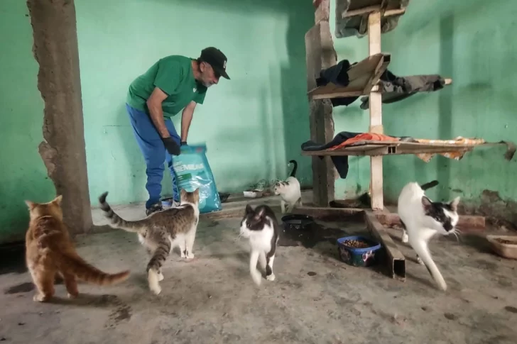 El refugio para animales que alberga 150 gatos y que necesita ayuda
