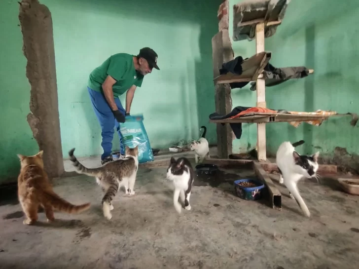 El refugio para animales que alberga 150 gatos y que necesita ayuda