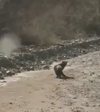 El “gato nutria”, el impactante animal muy pocas veces visto que pasea por Mendoza