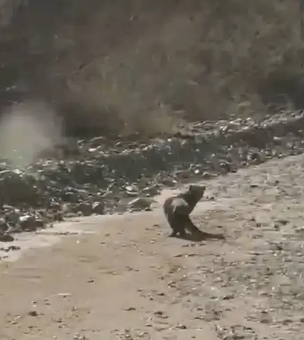 El “gato nutria”, el impactante animal muy pocas veces visto que pasea por Mendoza