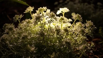 Por qué algunas plantas liberan fragancias solo de noche