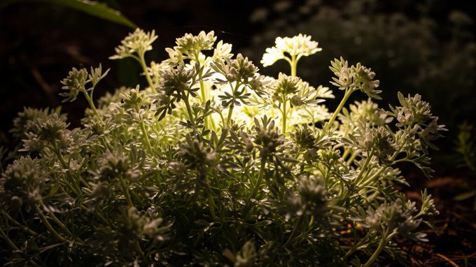 Por qué algunas plantas liberan fragancias solo de noche
