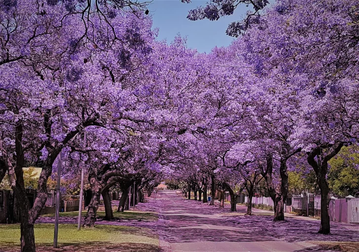 Jacaranda-728x512