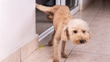 El ingrediente que hay que usar para que las mascotas no orinen en la casa El ingrediente que hay que usar para que las mascotas no orinen en la casa