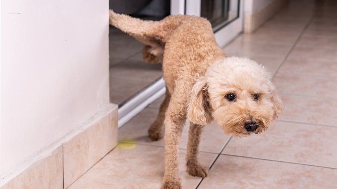 El ingrediente que hay que usar para que las mascotas no orinen en la casa El ingrediente que hay que usar para que las mascotas no orinen en la casa