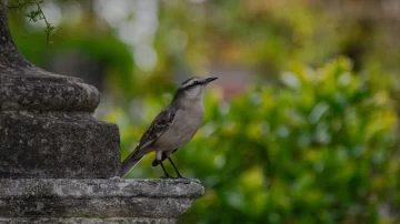 Mitos y verdades: qué anuncia el canto de una calandria