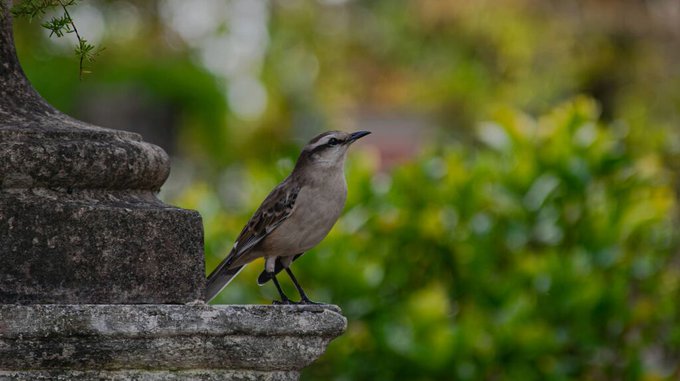Mitos y verdades: qué anuncia el canto de una calandria