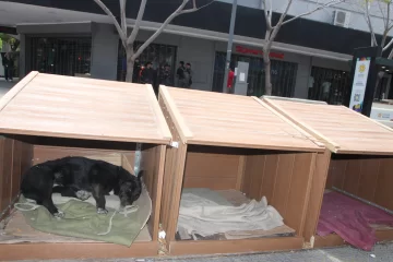 Callejeritos VIP: instalaron cuchas de madera en plena peatonal céntrica para tres perros vagabundos