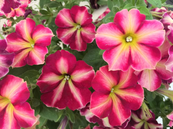 Petunia-728x546