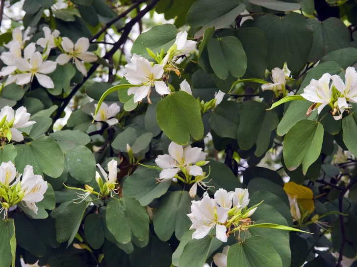 Pezuna-de-vaca-728x546