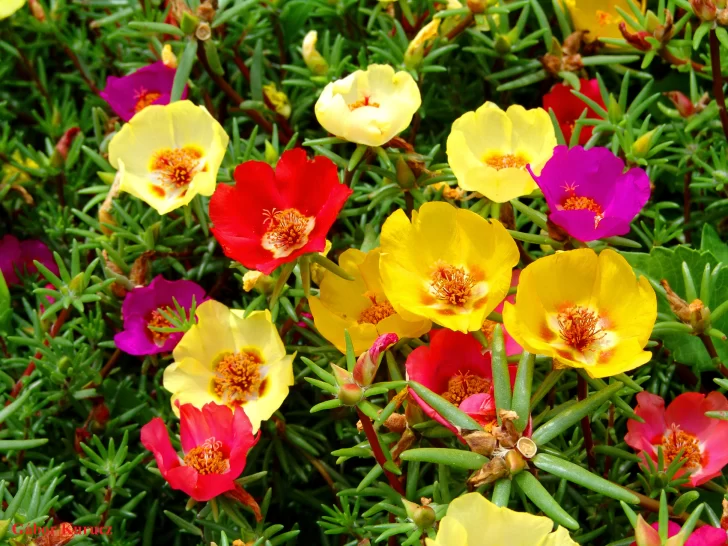 Portulaca-728x546