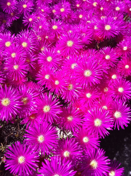 Rayito-de-sol-543x728