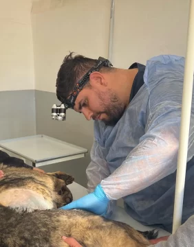 Histórico: un policía veterinario realizó la primera cirugía en la División Canes