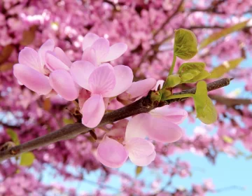 Los árboles que embellecen la ciudad: el rol clave que cumplen y su relación con el entorno