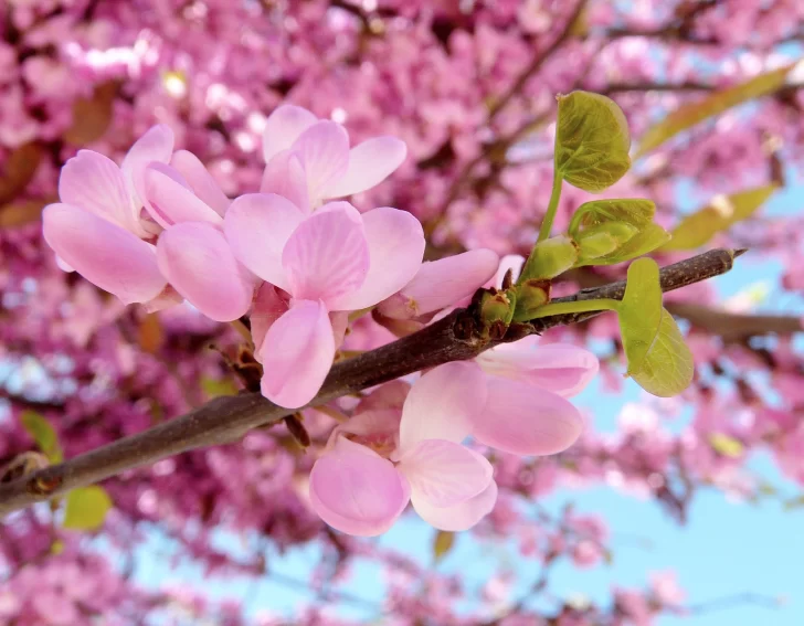 Los árboles que embellecen la ciudad: el rol clave que cumplen y su relación con el entorno