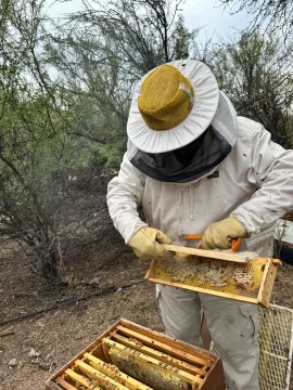 San Juan intenta promover la cría de abejas reinas y la producción de mieles certificadas