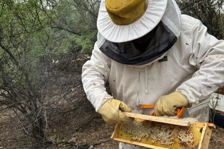 San Juan intenta promover la cría de abejas reinas y la producción de mieles certificadas