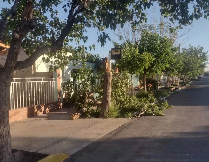 arbol-caido-2-728x563