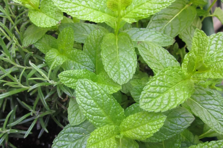 Menta fresca: Los abuelos que la usan y por qué te conviene tenerla en casa
