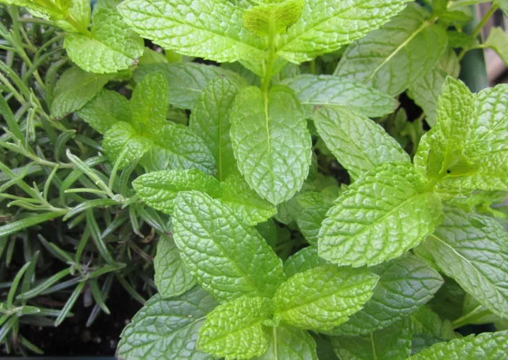 Menta fresca: Los abuelos que la usan y por qué te conviene tenerla en casa