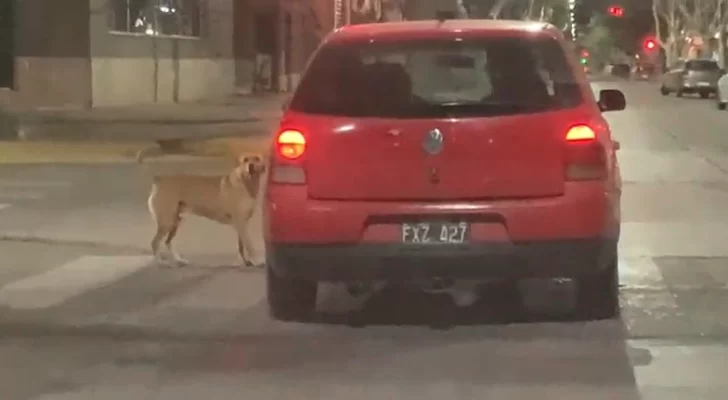 [VIDEO] Siguió por el centro a un auto desde el que supuestamente habían abandonado a su mascota: “Levantá el perro, delincuenta”