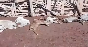 El doloroso video de decenas de animales muertos tras el temporal de Santa Rosa en San Juan