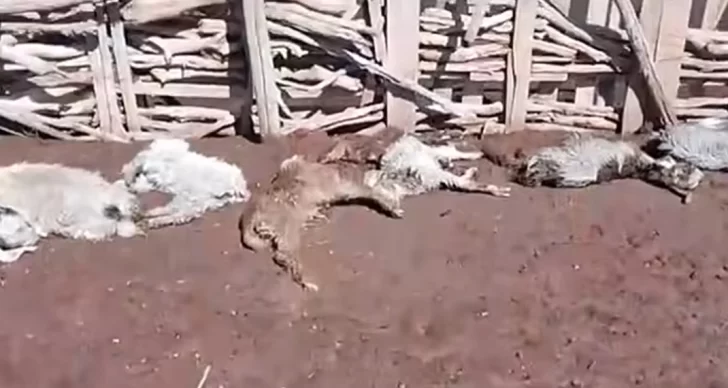 El doloroso video de decenas de animales muertos tras el temporal de Santa Rosa en San Juan