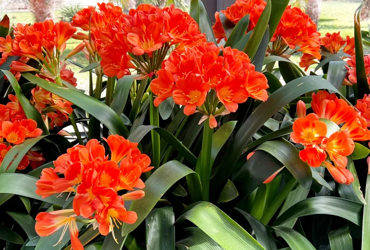 clivia-728x491