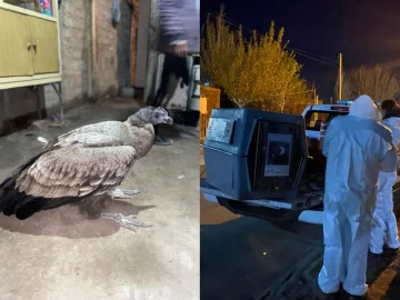 Rescataron un cóndor en un loteo municipal de 9 de Julio: fue trasladado al Faunístico