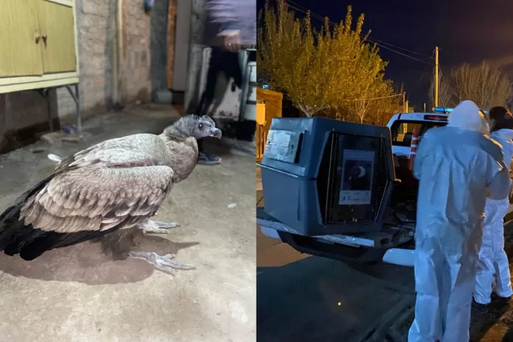 Rescataron un cóndor en un loteo municipal de 9 de Julio: fue trasladado al Faunístico