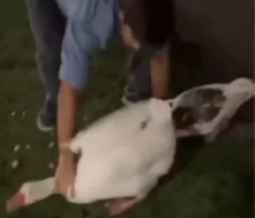 [VIDEO] Robó dos gansos de los Lagos de Palermo y los llevó a nadar a la pileta de su casa