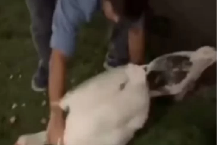 [VIDEO] Robó dos gansos de los Lagos de Palermo y los llevó a nadar a la pileta de su casa