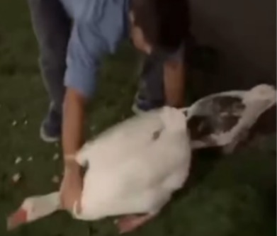 [VIDEO] Robó dos gansos de los Lagos de Palermo y los llevó a nadar a la pileta de su casa